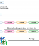 Study Peptides Available For Sale In USA