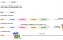 Study Peptides Available For Sale In USA