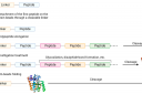 Study Peptides Available For Sale In USA